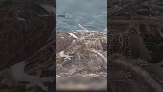 Osprey dad brings Lunch fish 🐟 ospreynest osprey birds shorts nature wildlife [upl. by Nivrag]