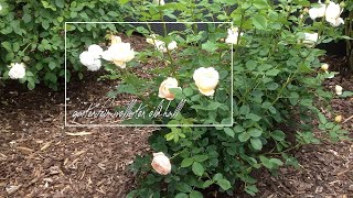 Rose Wollerton Old Hall  David Austin  Rosenvideo  gartenfein HD [upl. by Debarath]