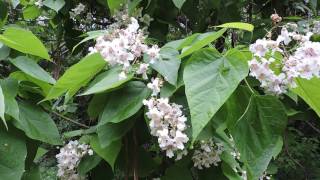 Capital Naturalist Catalpa Tree [upl. by Kowatch121]