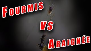 FOURMIS vs ARAIGNÉE Messor Barbarus  Épique [upl. by Estelle]