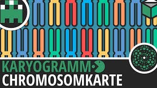 Chromosomenkarte Karyogramm einfach erklärt│Biologie Lernvideo Learning Level Up [upl. by Haibot]