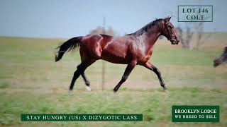 LOT 146 DIZYGOTIC LASS 2024 NUTRIEN SYD YEARLING SALE BROOKLYN LODGE [upl. by Anertal970]