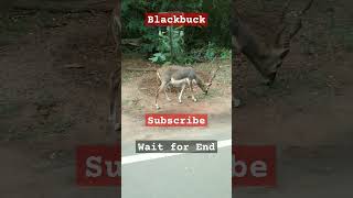 Blackbuck in Indian Forest trending deer forest animalshorts animallover india blackbuck [upl. by Noside]