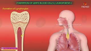 Formation Of White Blood Cells  Leukopoiesis [upl. by Sotos]