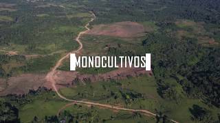 Sesiones SPDA Impacto de los monocultivos en la Amazonía [upl. by Dreyer]