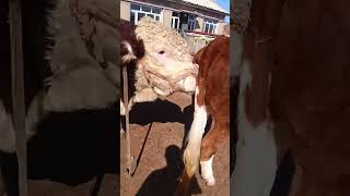 Record the daily life of cattle breeders Camel 101 [upl. by Aihsemek]