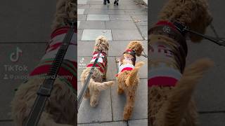 Goldendoodle and Labradoodle puppy Runway walk [upl. by Enaitsirk]