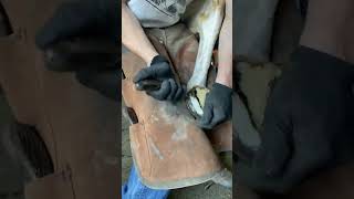 Satisfying oddlysatisfying farrier asmr satisfyingvideo horses hoofpicking [upl. by Oralia]