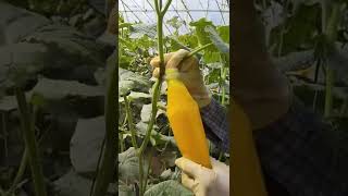 How to Hand Pollinate Cucumber Flowers shorts agriculture tiktok [upl. by Georges]