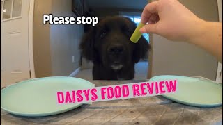 Puppy Reviews Different Foods [upl. by Ydnagrub906]