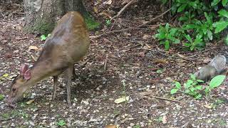 Muntjac amp Grey Squirrel [upl. by Yllil]