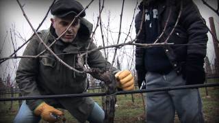 Marco Simonit  Dimostrazione pratica potatura a Guyot  Guyot pruning [upl. by Aihsem285]