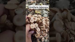 Armillaria tabescens shorts mushroom fungi foraging [upl. by Jessie556]