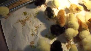 Baby Chicks Arrival Day [upl. by Utley]