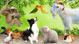 Animal sounds  Cow Dog Cat Parrot Goat  Familiar animals [upl. by Hnah]