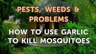 How to Use Garlic to Kill Mosquitoes [upl. by Flieger681]