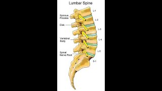 Two Minutes of Anatomy Lumbar Spine [upl. by Nolubez]