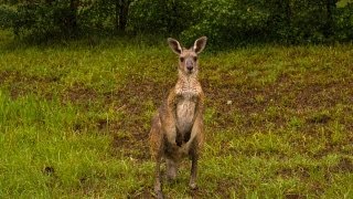 Wet Kangaroos [upl. by Auahsoj]