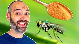 How I Eliminated Fungus Gnats on My Houseplants [upl. by Russi]