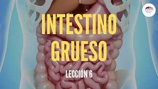 6 EL INTESTINO GRUESO ESTRUCTURA Y FUNCIÓN DEL SISTEMA DIGESTIVO [upl. by Alliber]