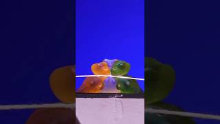 Jelly asmr macro video live satisfying shots shortvideo [upl. by Petigny]