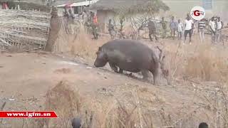 L’hippopotame qui semait la panique à Kédougou abattu par un chasseur [upl. by Ergener]