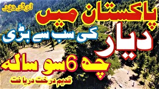 Traveling for Discovery of the Biggest Tree About 600Yearold Cedar tree in Pakistan  Deodar [upl. by Enileve974]