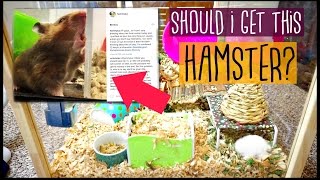 SHOULD I GET THIS HAMSTER 🐹  Petco [upl. by Gustafson166]