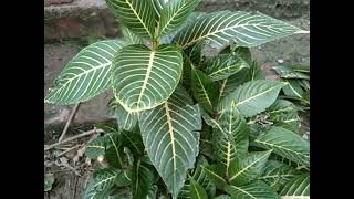 aphelandra plant growing and careing tips [upl. by Dnaloy]