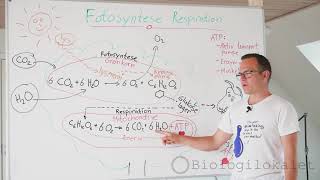 Fotosyntese og Respiration forklaret Hvornår på døgnet foregår der respiration og fotosyntese [upl. by Ibbob]