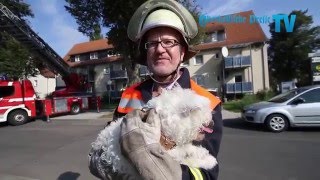 Feuerwehr rettet Hund von Dach 110915 [upl. by Whang]