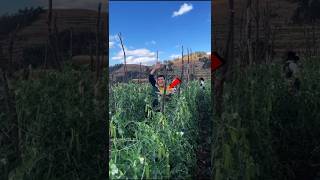 Amazing Way To Cultivate Peas [upl. by Safoelc]