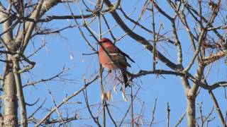 Pine Grosbeak  Pinicola enucleator [upl. by Hughett779]