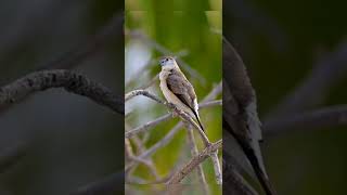 Indian Silverbill  Save Birds Savebirds savenature shortvideo birds nature [upl. by Leorsiy147]