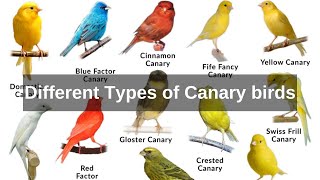 types of canaries different types of canary birds  domestic canary [upl. by Stanly]