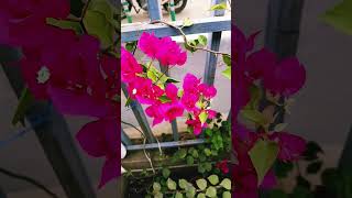 pinkBogenvaliaflowerplantpropagationcaregardeningeverygreenindia [upl. by Levine]