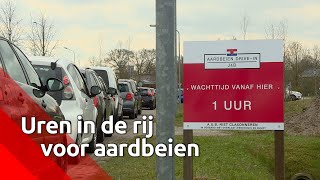 Massaal in de rij voor de aardbeien drivein wachttijd loopt op tot 3 uur [upl. by Durtschi568]