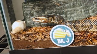 DANGER Feeding A Venomous Water Moccasin amp Cleaning His Cage [upl. by Callida]