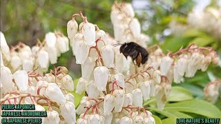 Enjoy Beautiful Garden Plants  Pieris JaponicaInflorescence  Love natures beauty [upl. by Xenophon739]