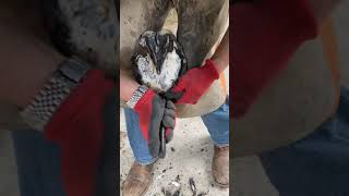 Complete satisfying asmr farrier horses asmrsounds [upl. by Sisson]