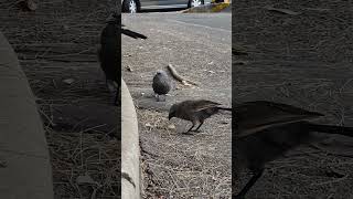 White Winged Chough amp Two Apostle Birds  16th March 2024  Prospect NSW [upl. by Vinia]