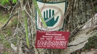 மரத்துக்கு கின்னஸ் ரெக்கார்ட்  Manchineel Tree [upl. by Iruj]