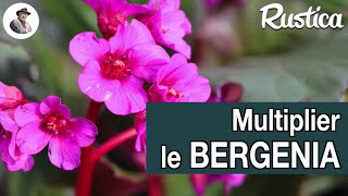 Multiplier un bergenia par bouturage [upl. by Kissee30]