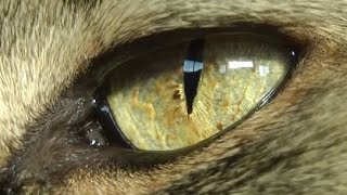 How To Apply Eye Drops or Ointment to Your Cats Eyes [upl. by Pineda]