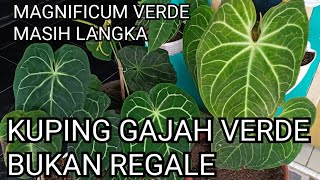 KUPING GAJAH MAGNIFICUM VERDE BUKAN ANTHURIUM REGALE [upl. by Nnairb]