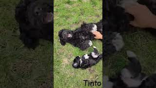 Portugiesischer Wasserhund Welpen mit Vater [upl. by Anawait]