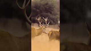 The Rutting Season continues nature deerstags naturephotography wildlife deerseason deerart [upl. by Bubalo]