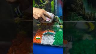 15 August special aquarium setup ♥️ petsman aquarium fish subscribe viralshorts youtube 🫶🫂 [upl. by Julieta]