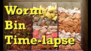 3chamber Carbononly WORM BIN 100Day TIMELAPSE  FAST  vermicomposting [upl. by Henrie]