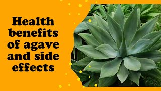 HEALTH BENEFITS OF AGAVE AND SIDE EFFECTS [upl. by Cloutman23]